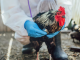 bird flu pandemic scare