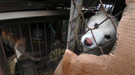 FILE PHOTO: Closure of a dog farm by the Humane Society International (HSI) in Namyangju near Seoul, South Korea, November 28, 2017.